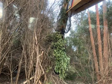 Why Professional Crane Services are Essential for Safe Tree Removal in Challenging Terrain